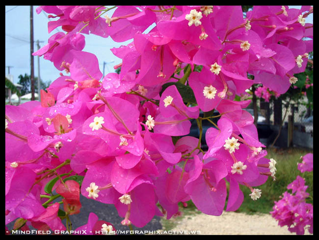 Fonds d'cran Nature Fleurs 