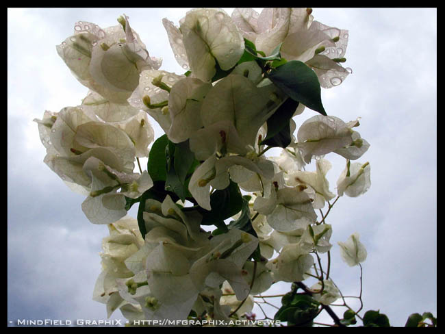 Fonds d'cran Nature Fleurs 