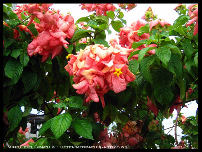 Fonds d'cran Nature Fleurs 