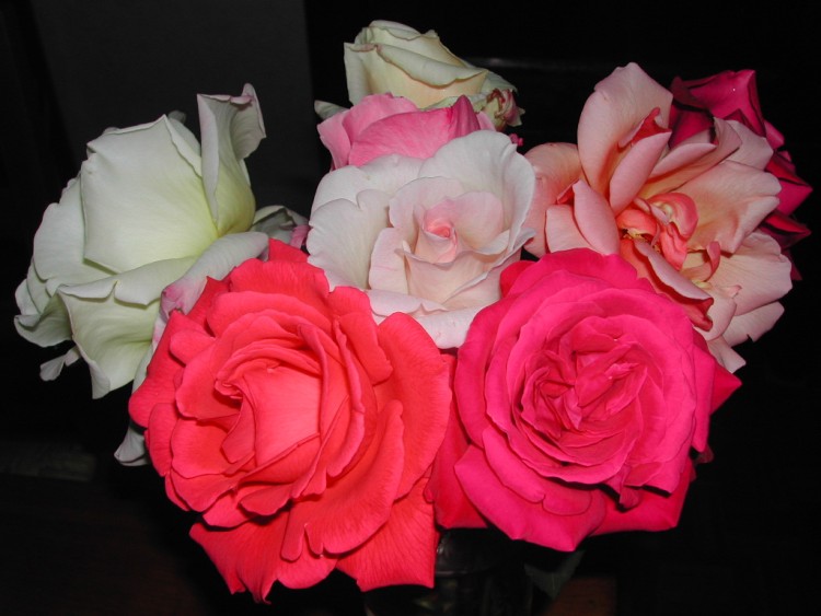 Fonds d'cran Nature Fleurs Bouquet de roses