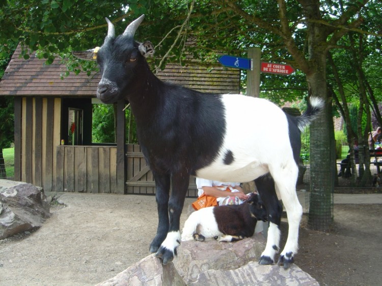 Fonds d'cran Animaux Chvres Chevre