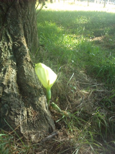 Wallpapers Nature Flowers prs du loch...