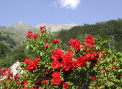 Wallpapers Nature Roses et montagne