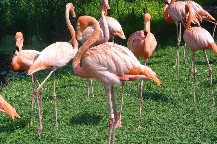 Fonds d'cran Animaux Oiseaux - Flamants flamant-rose