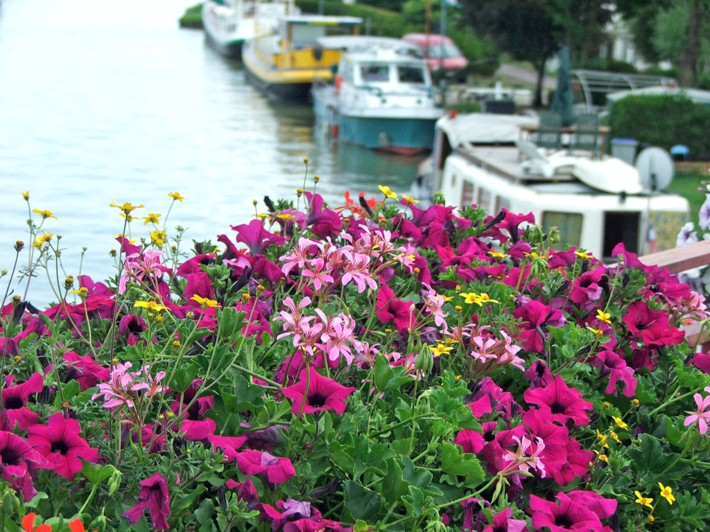 Wallpapers Nature Flowers Fleurs sur le canal....