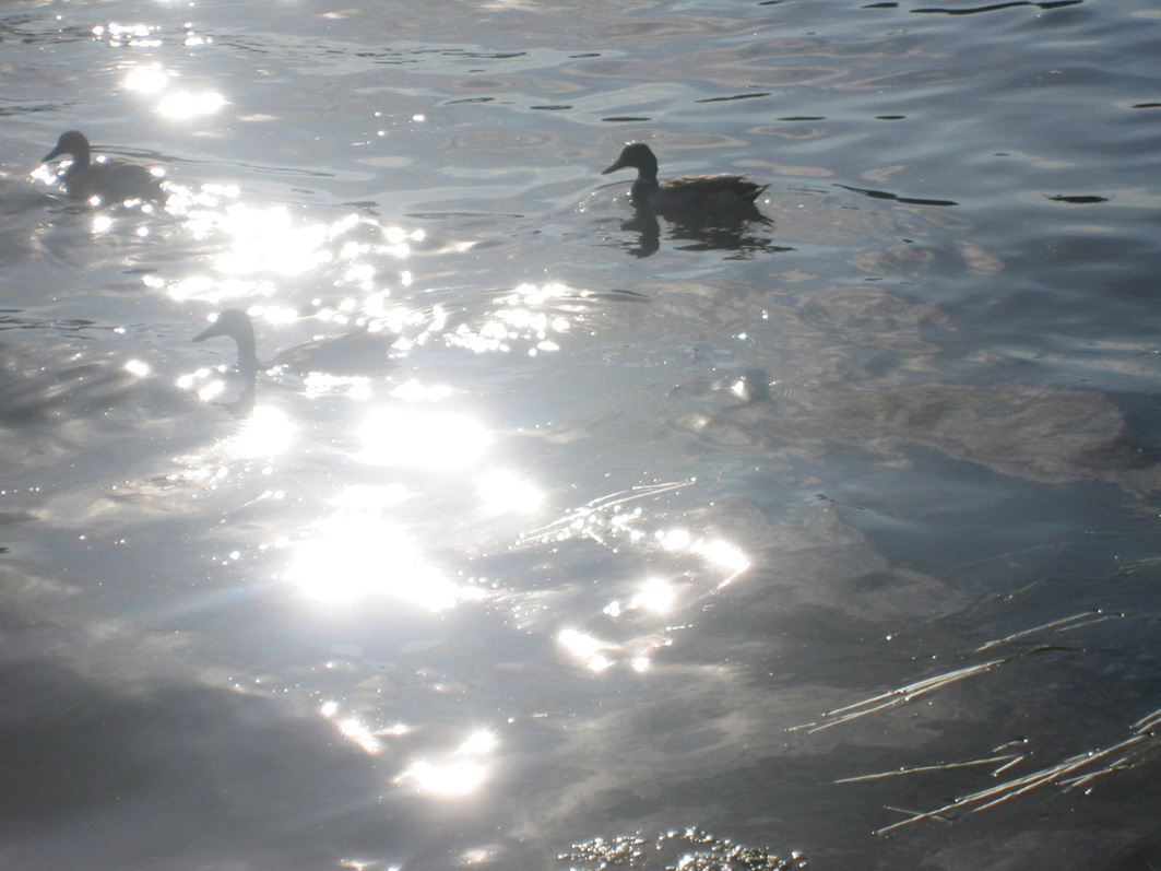 Wallpapers Animals Birds - Ducks Canards sur seine