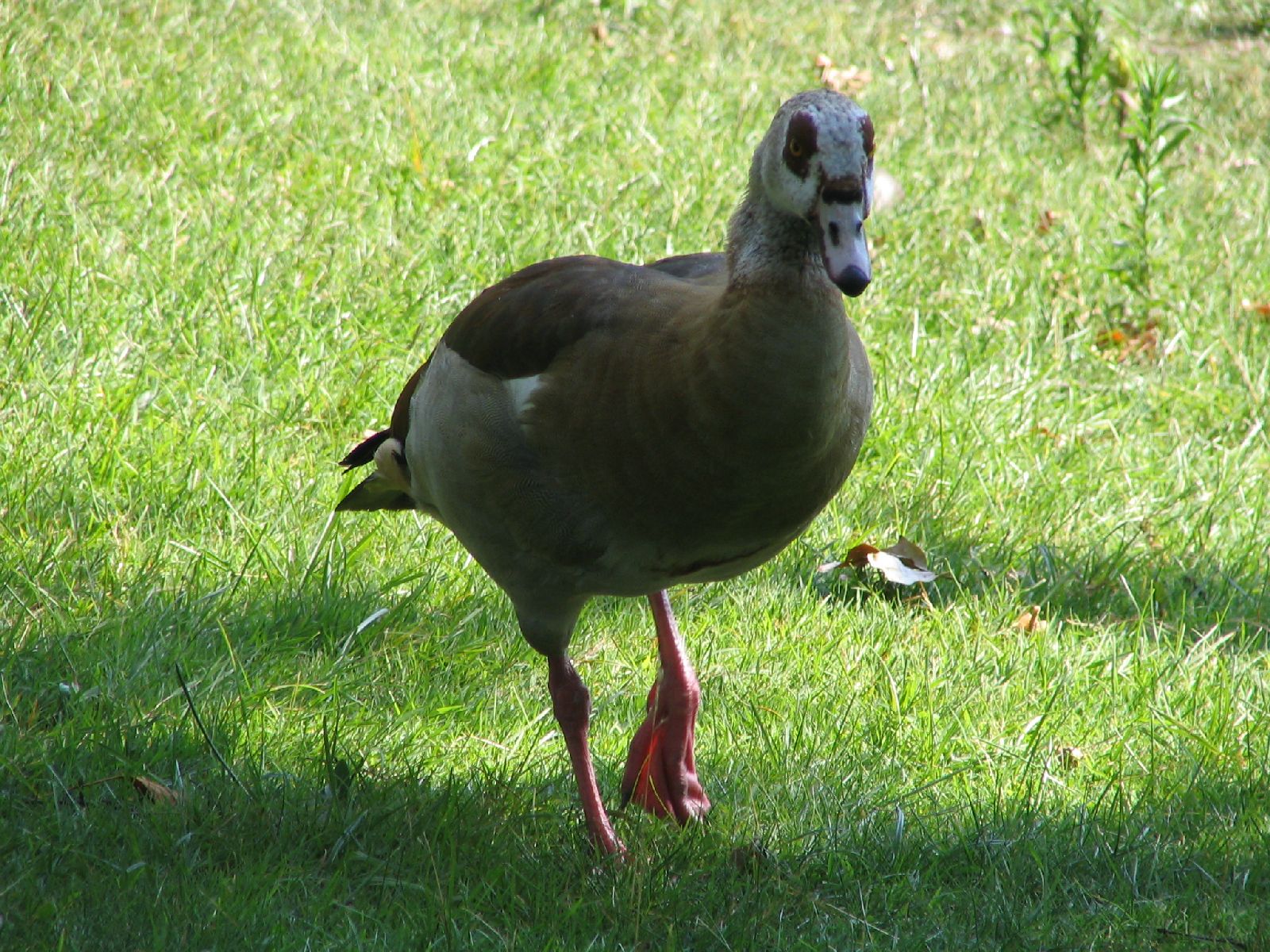 Wallpapers Animals Birds - Ducks Canard