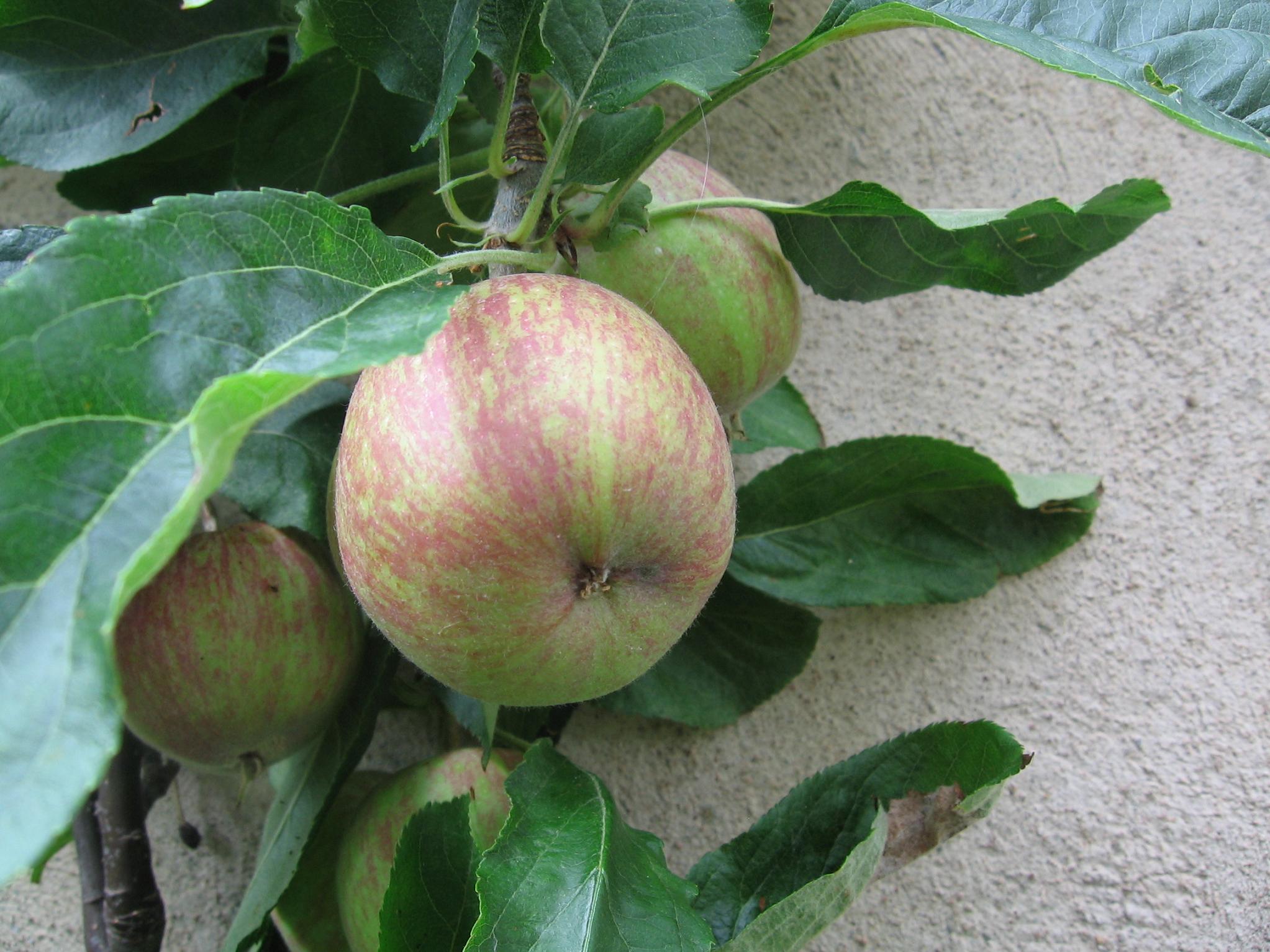 Wallpapers Nature Fruits Futur petite pomme