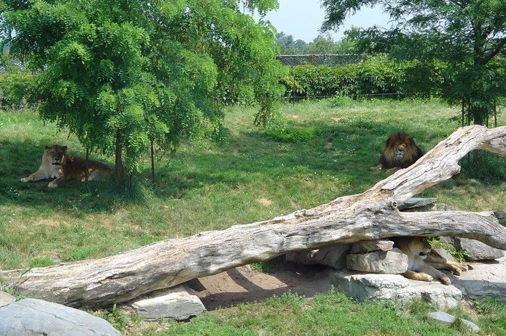 Fonds d'cran Animaux Flins - Lions le roi