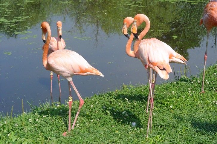 Fonds d'cran Animaux Oiseaux - Flamants flamant-rose