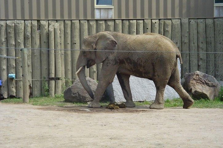 Fonds d'cran Animaux Elphants lphant