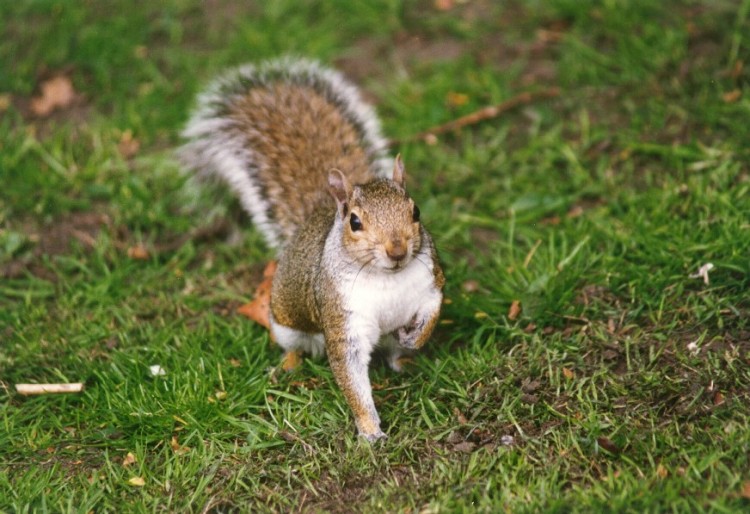 Fonds d'cran Animaux Rongeurs - Divers Ecureuil