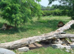 Fonds d'cran Animaux le roi