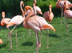 Wallpapers Animals flamant-rose