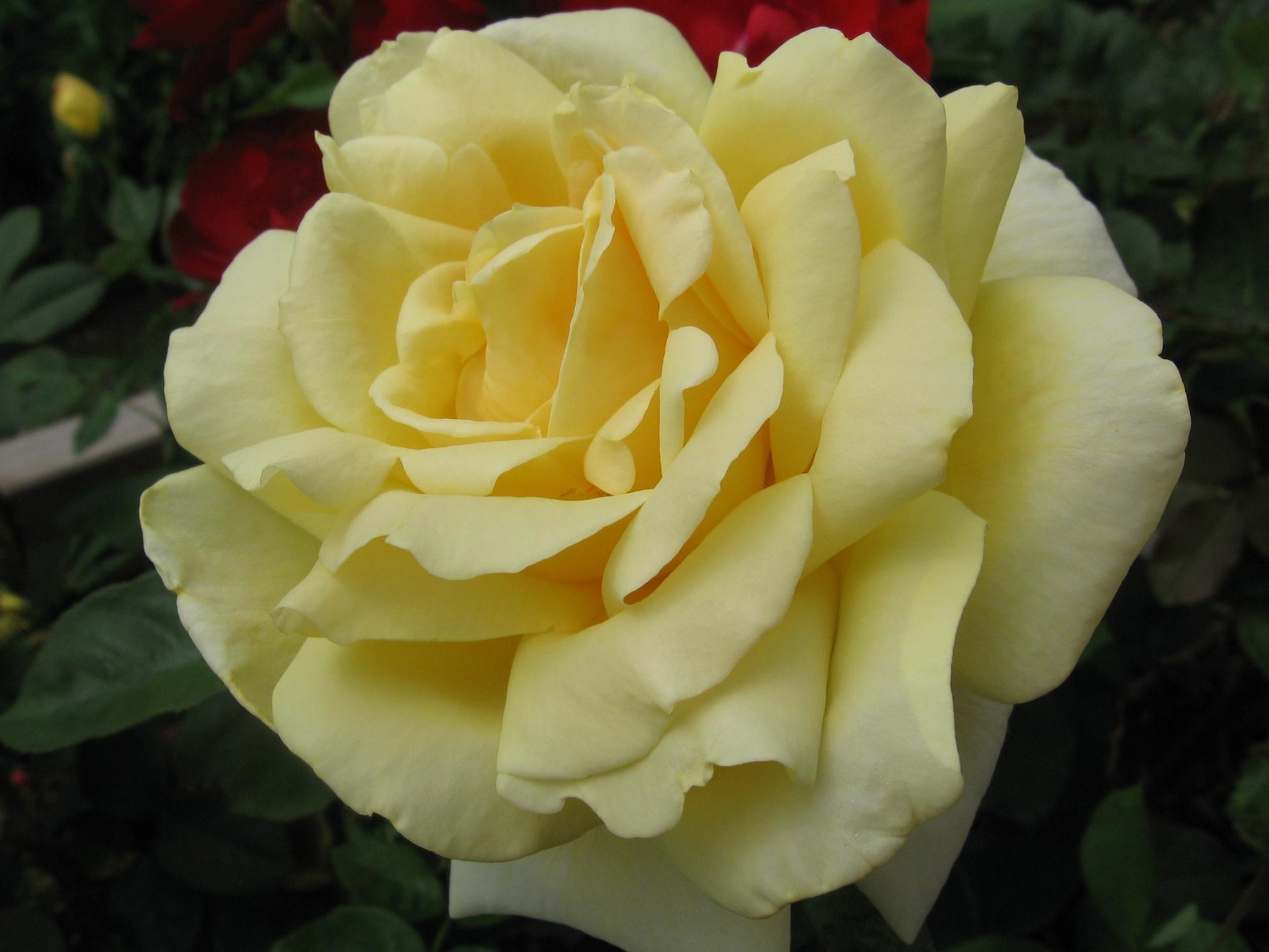 Fonds d'cran Nature Fleurs Rose jaune en plan macro