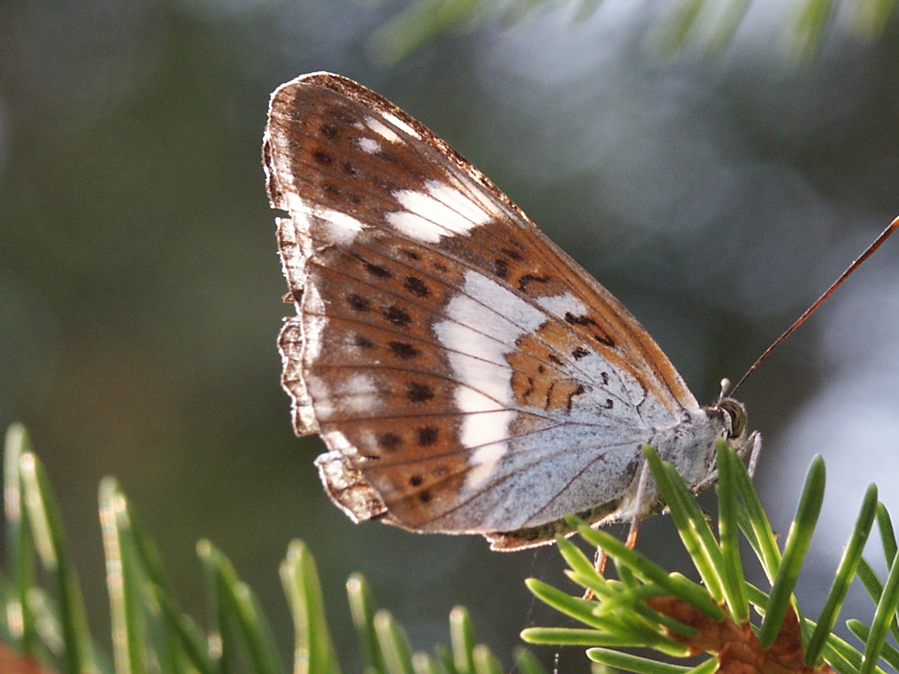 Fonds d'cran Animaux Insectes - Papillons Papillon