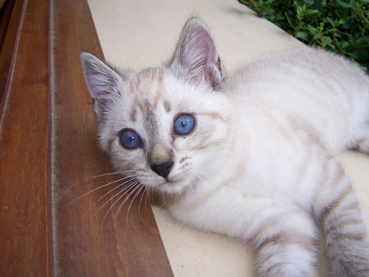 Fonds d'cran Animaux Chats - Chatons Achille blue eyes