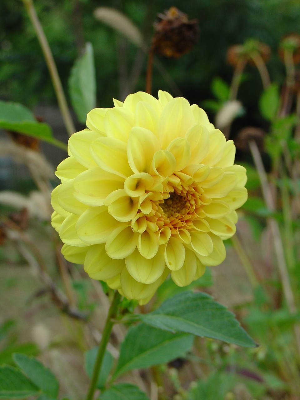 Fonds d'cran Nature Fleurs Dahlia Jaune