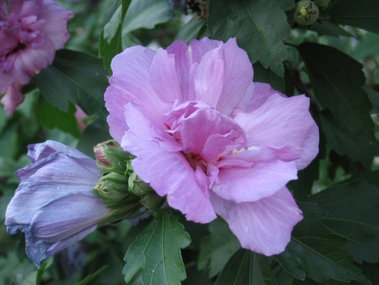 Fonds d'cran Nature Fleurs Hibiscus mauve  plan macro