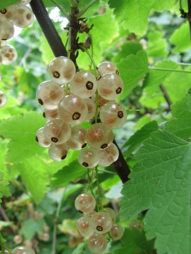 Wallpapers Nature Fruits Groseilles blanches