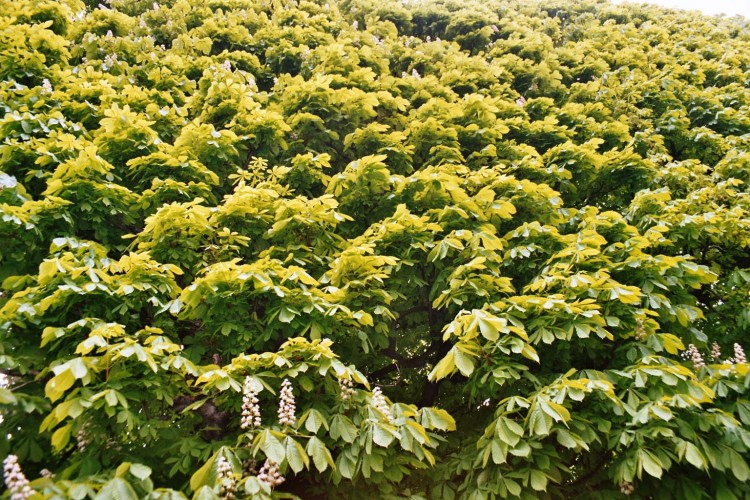 Wallpapers Nature Leaves - Foliage muraille de feuilles