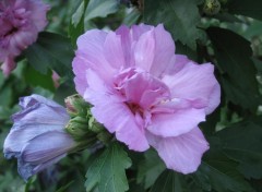 Fonds d'cran Nature Hibiscus mauve  plan macro