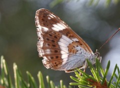 Fonds d'cran Animaux Papillon