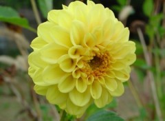 Fonds d'cran Nature Dahlia Jaune