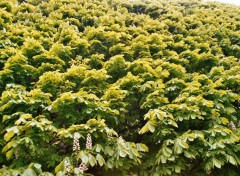 Fonds d'cran Nature muraille de feuilles