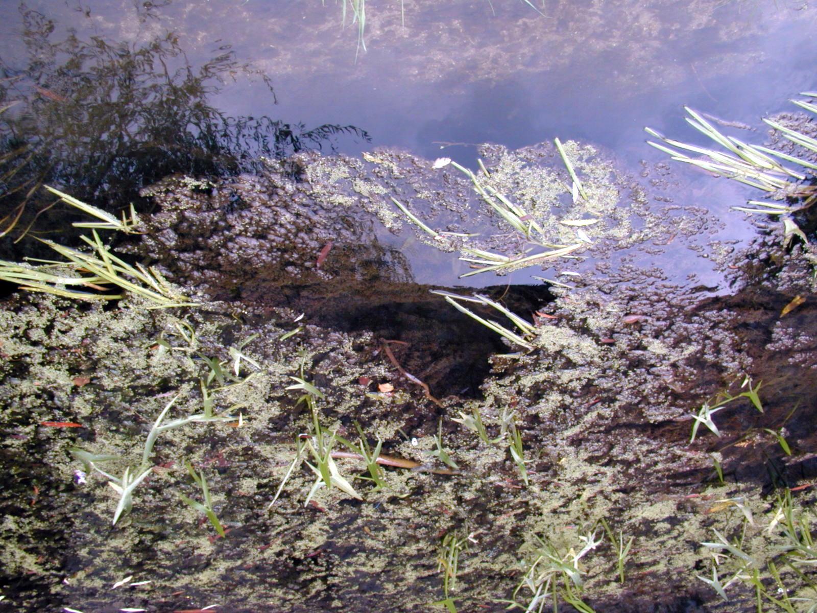 Wallpapers Nature Water - Reflection Reflets