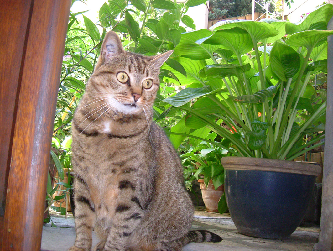 Fonds d'cran Animaux Chats - Chatons Suis-je belle ?