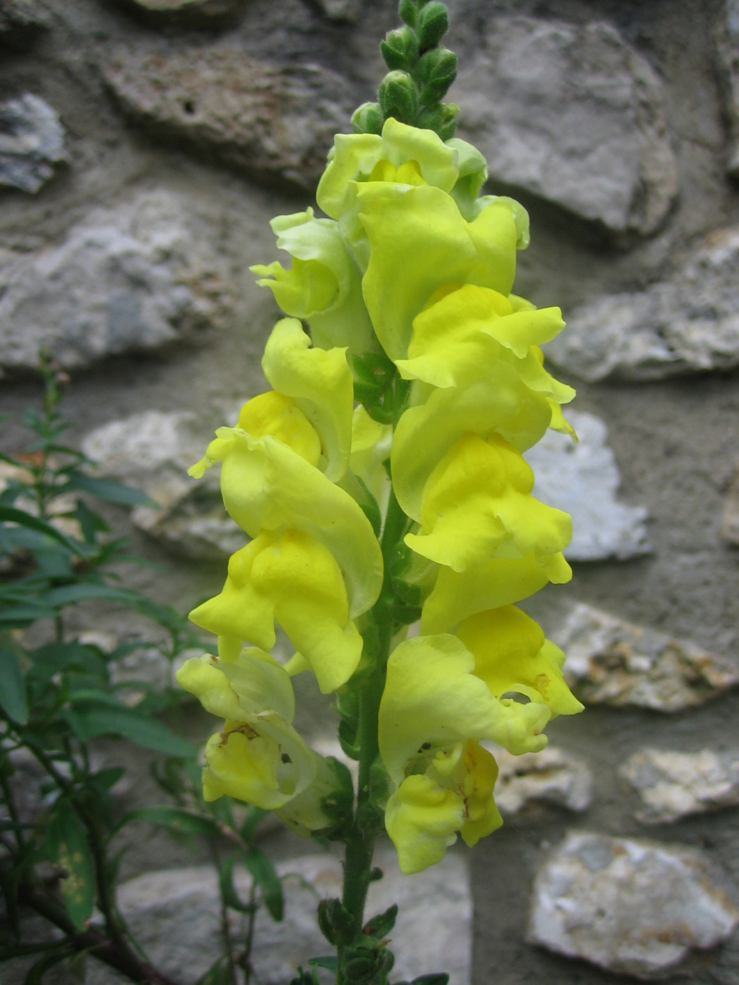 Fonds d'cran Nature Fleurs 