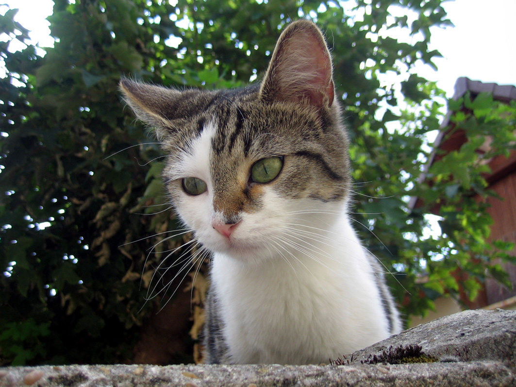 Fonds d'cran Animaux Chats - Chatons Oui ?