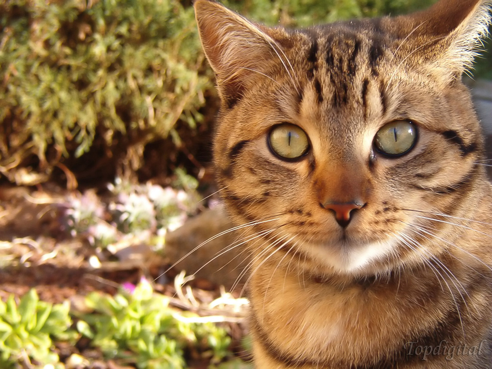 Fonds d'cran Animaux Chats - Chatons Encore un chat ... :p