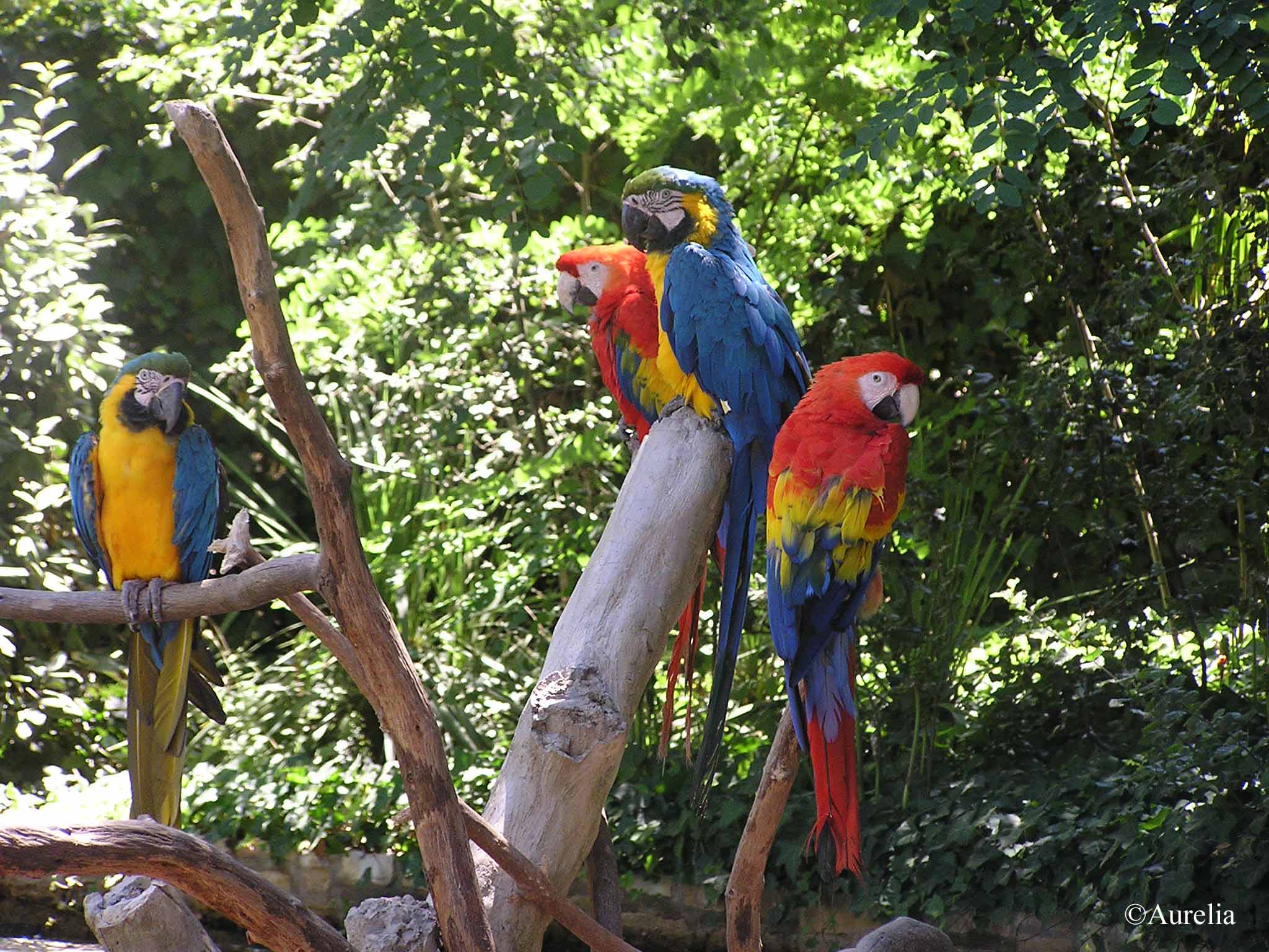 Wallpapers Animals Birds - Parrots Les perroquets de la Palmyre