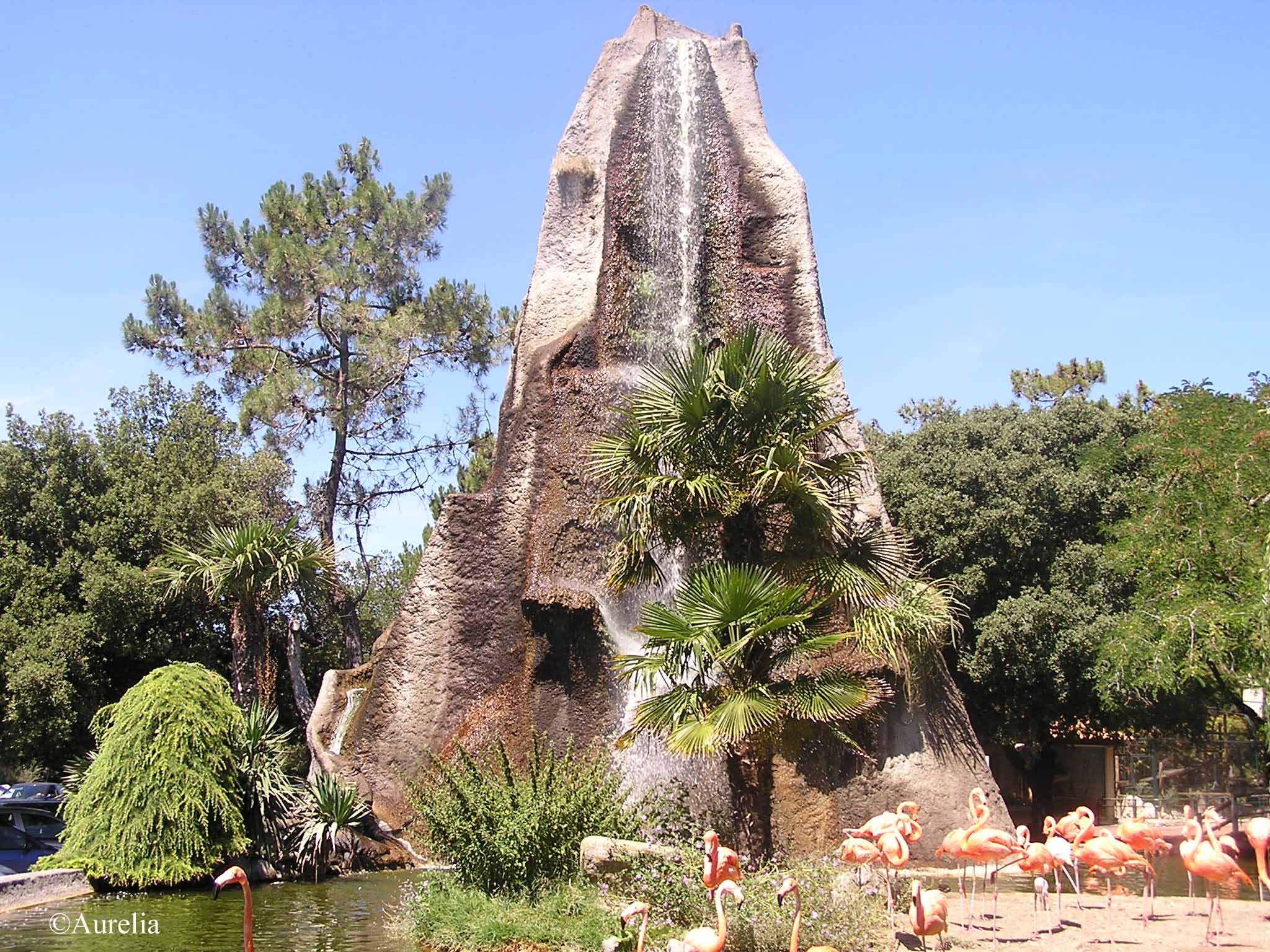 Fonds d'cran Animaux Oiseaux - Flamants L'entre du Zoo de la Palmyre