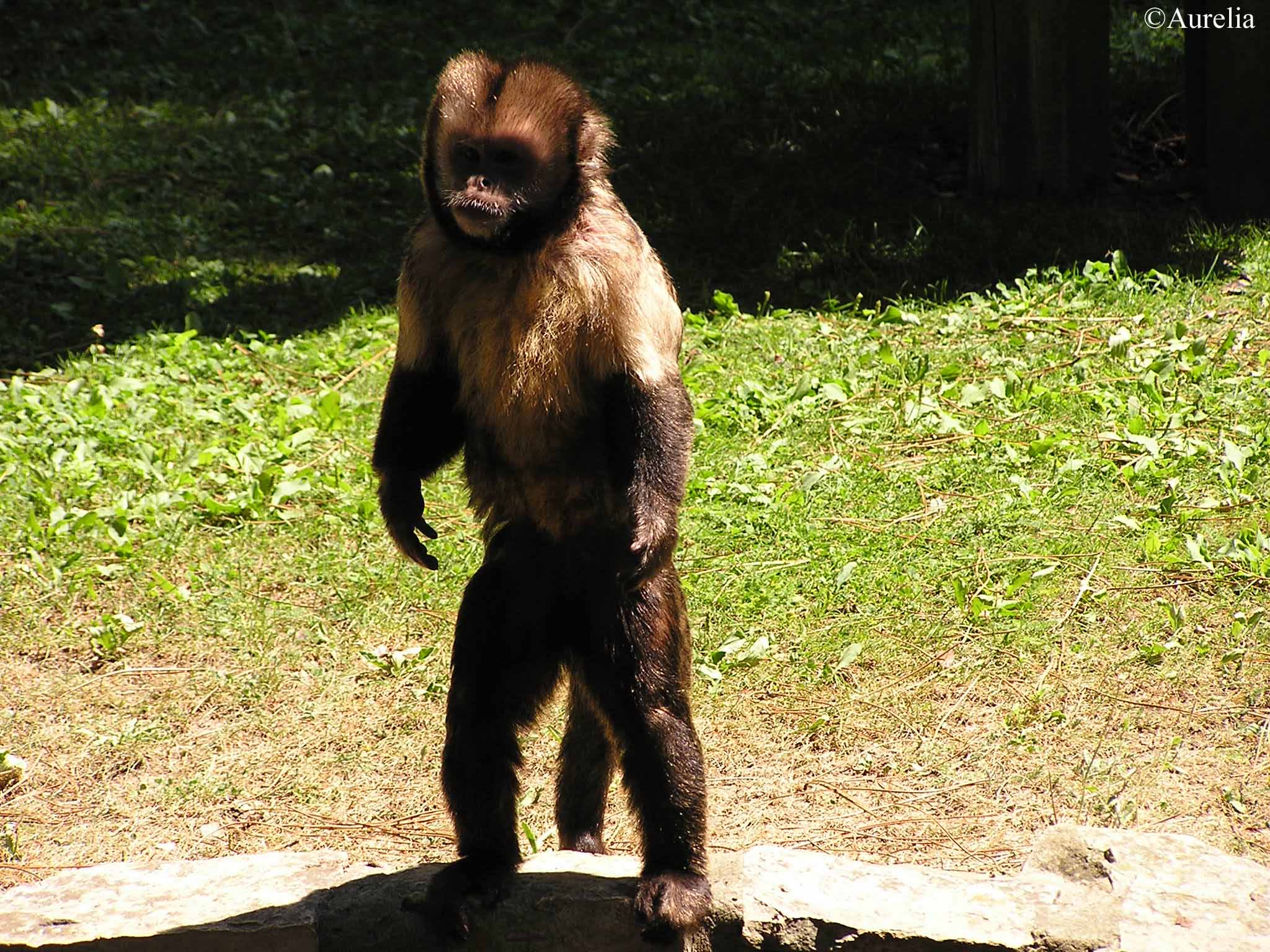 Fonds d'cran Animaux Singes On descendrai pas du singe des fois ?