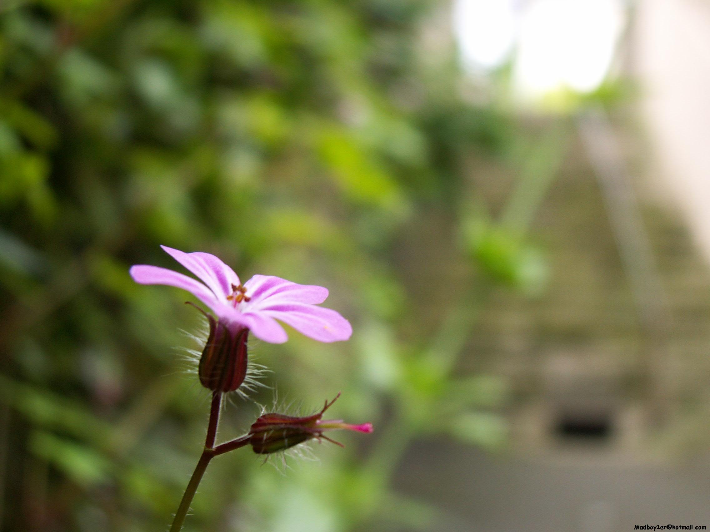 Wallpapers Nature Flowers Descente sur la beaut !