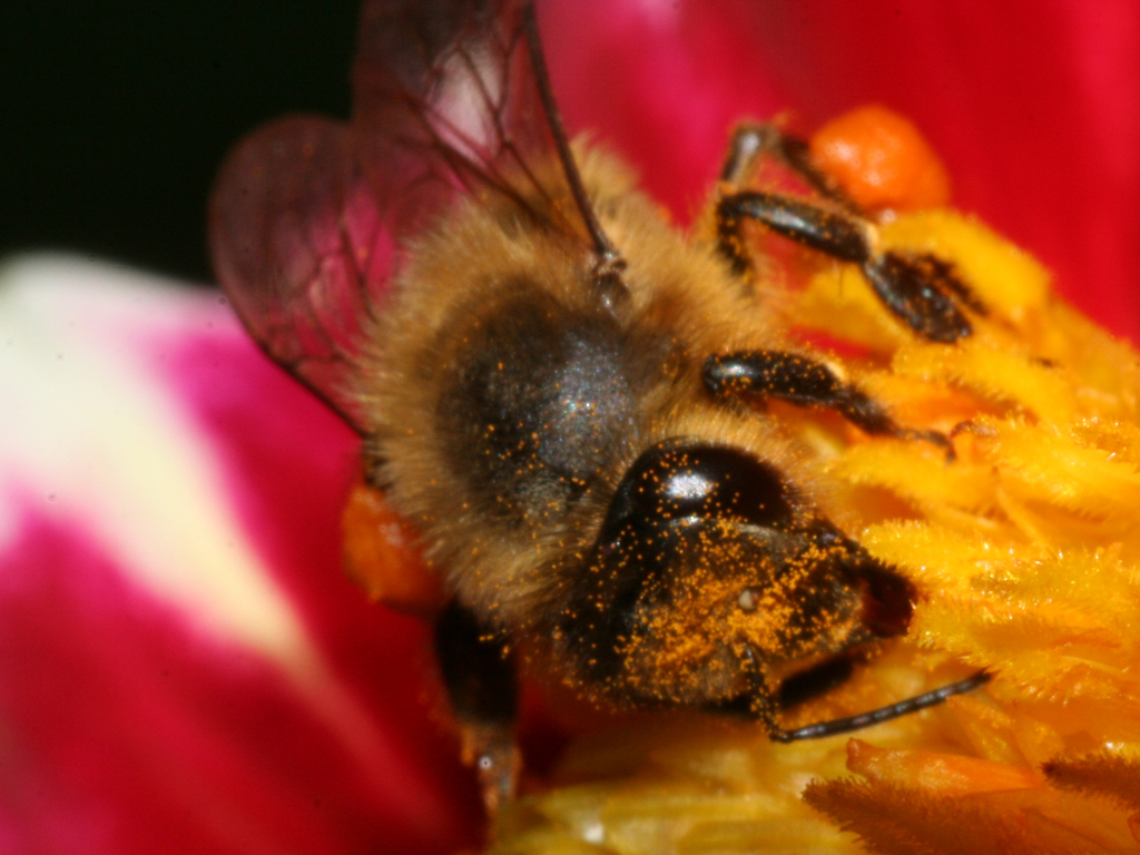 Fonds d'cran Animaux Insectes - Abeilles Gupes ... macrophoto