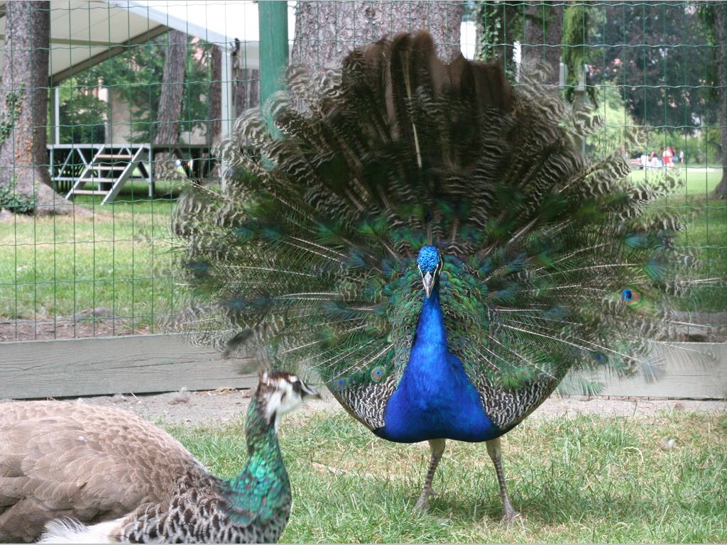 Wallpapers Animals Birds - Peacocks paon