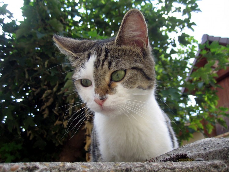 Fonds d'cran Animaux Chats - Chatons Oui ?