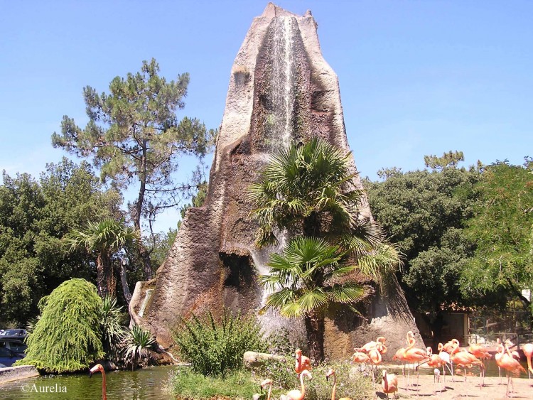 Fonds d'cran Animaux Oiseaux - Flamants L'entre du Zoo de la Palmyre