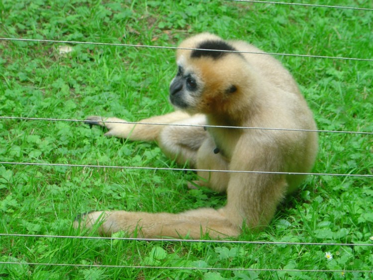 Wallpapers Animals Monkeys Singe