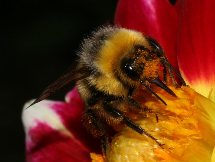 Fonds d'cran Animaux Insectes - Abeilles Gupes ... macrophoto