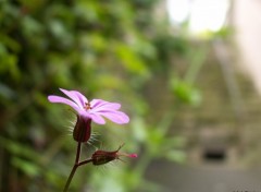 Fonds d'cran Nature Descente sur la beaut !