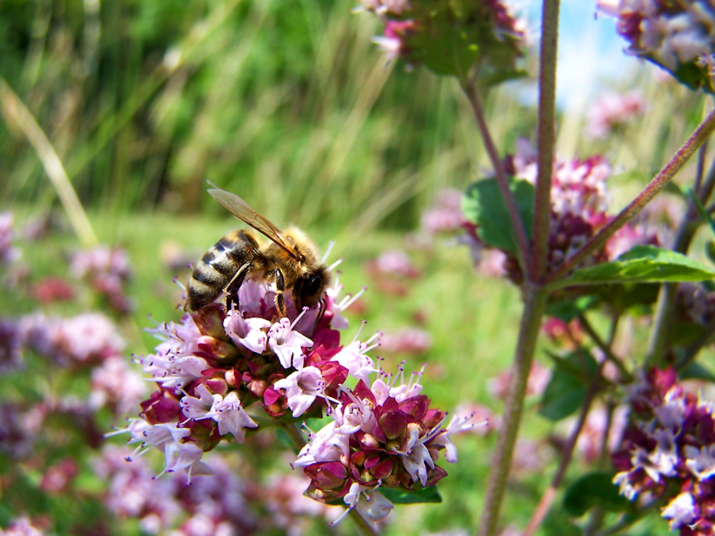 Wallpapers Animals Insects - Bees, Wasps honey