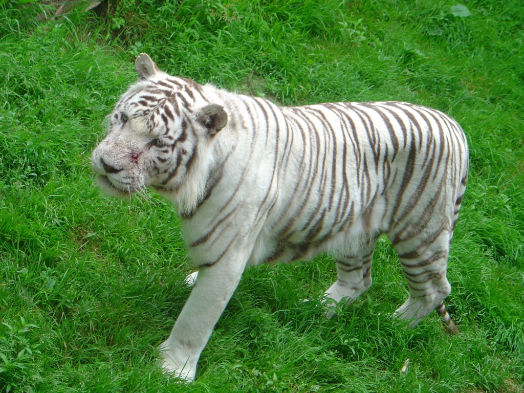 Fonds d'cran Animaux Flins - Tigres Tigre blanc