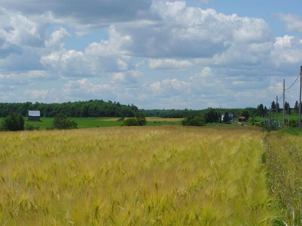 Fonds d'cran Nature Champs - Prairies CHAMP DE SEIGLE