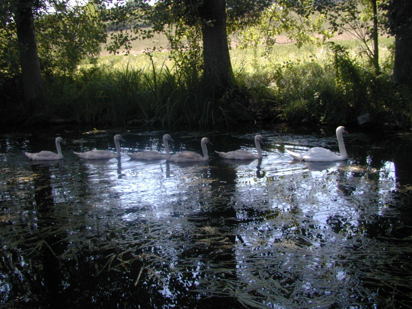 Wallpapers Animals Birds - Ducks Maman Cygne et ses gamins