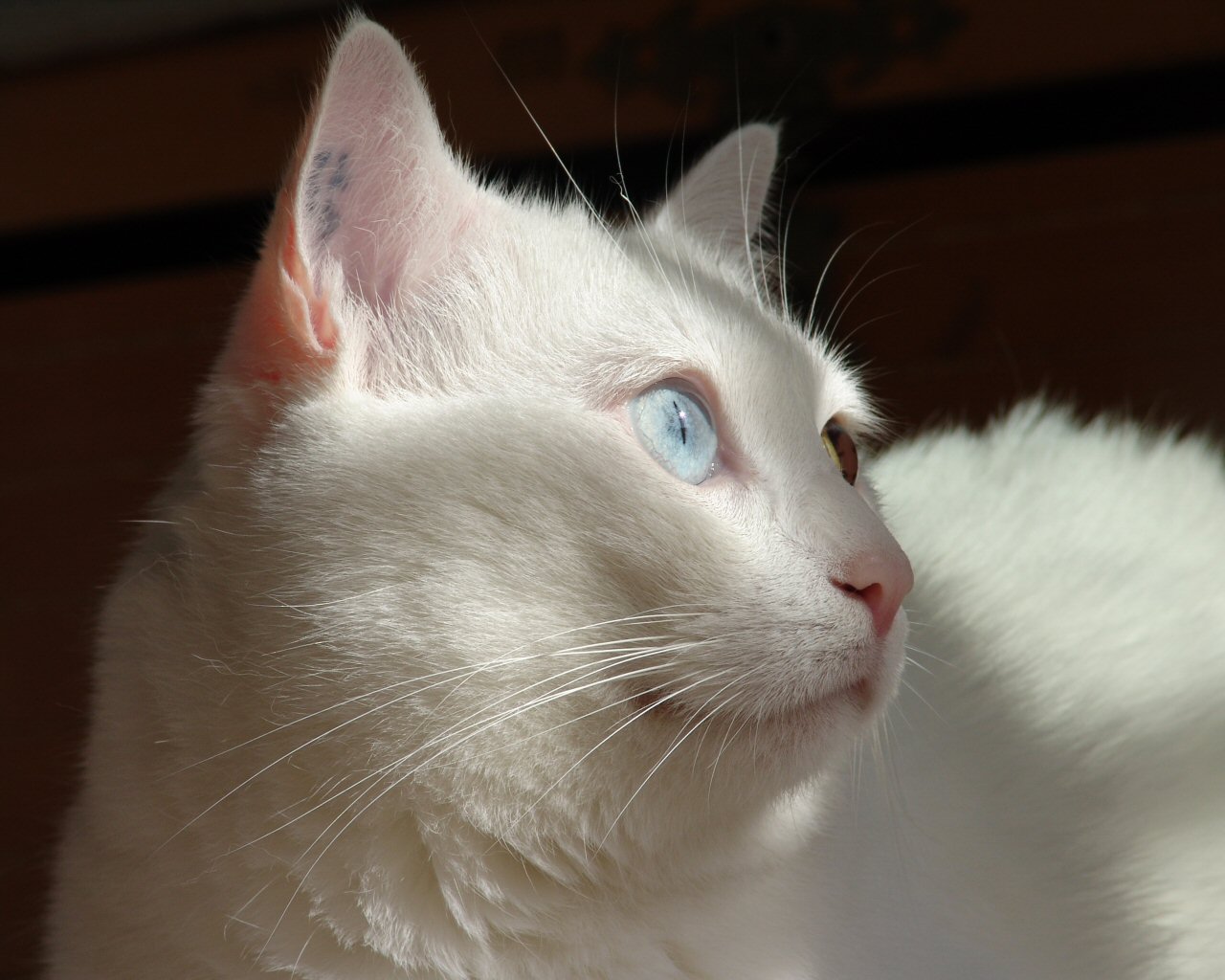 Wallpapers Animals Cats - Kittens chat yeux bleu (et vert)